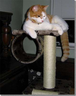 猫タワーに乗る猫